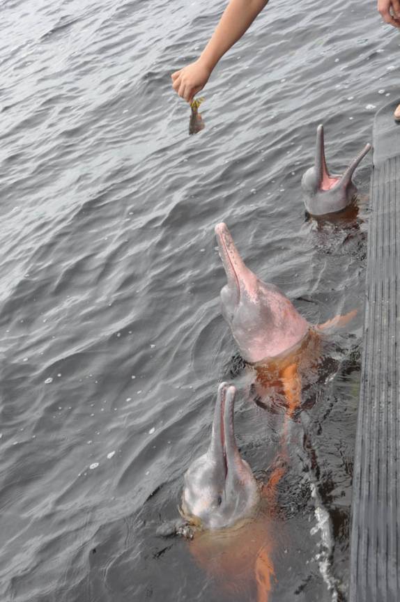 Botos esperam sua 'recompensa', em Novo Airão - AM